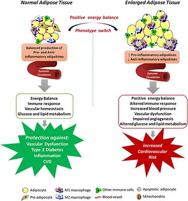 Perivascular Adipose Tissue as a Relevant Fat Depot for Cardiovascular Risk in Obesity